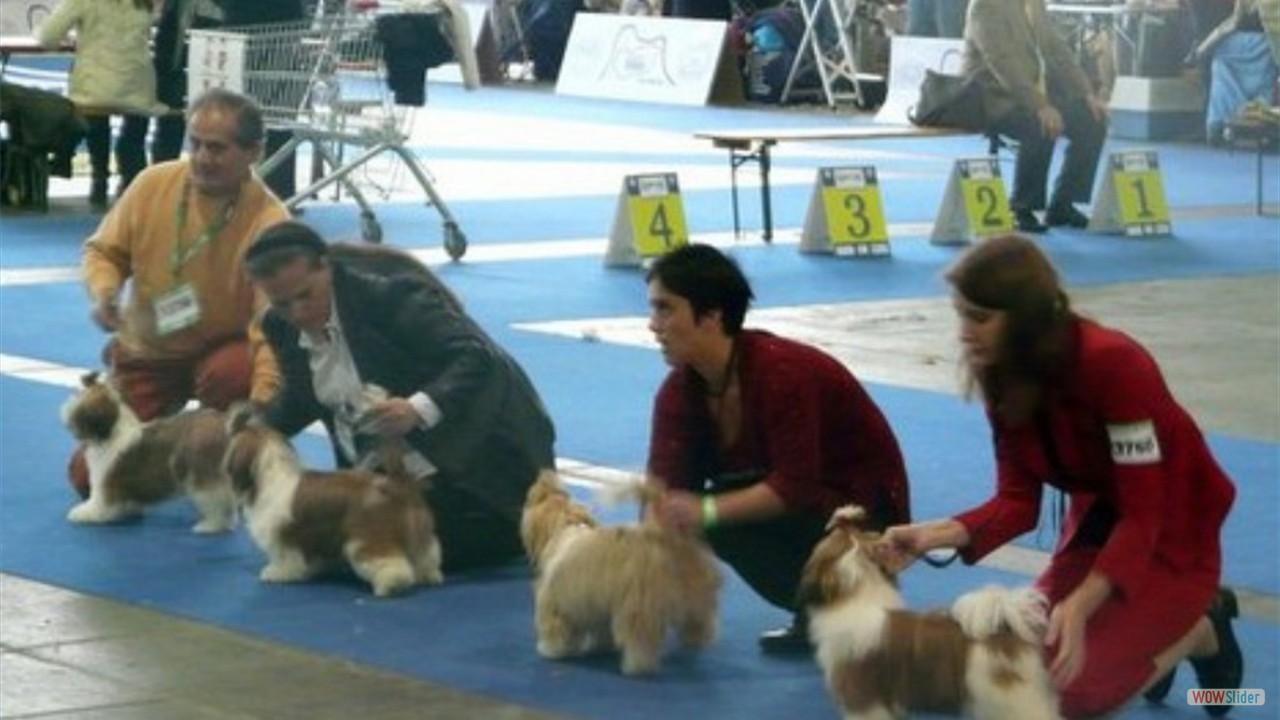 eurodog2008SH_0001