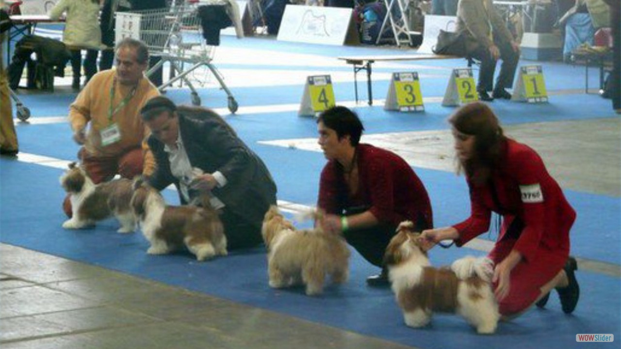 eurodog2008SH_0002