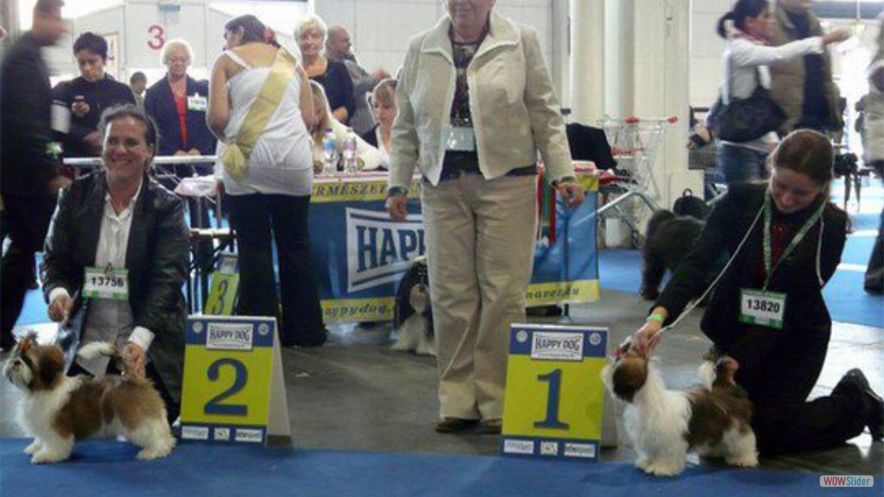 eurodog2008SH_00487a