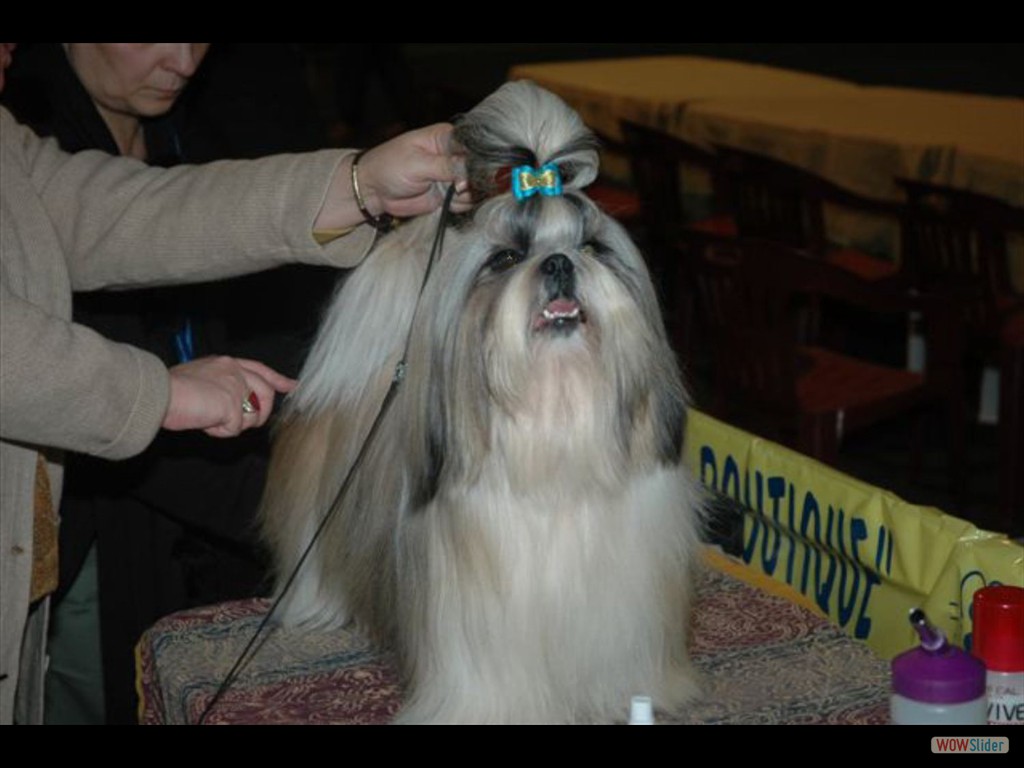 Mostra_canina_ErbaCO__13_12_2009_018