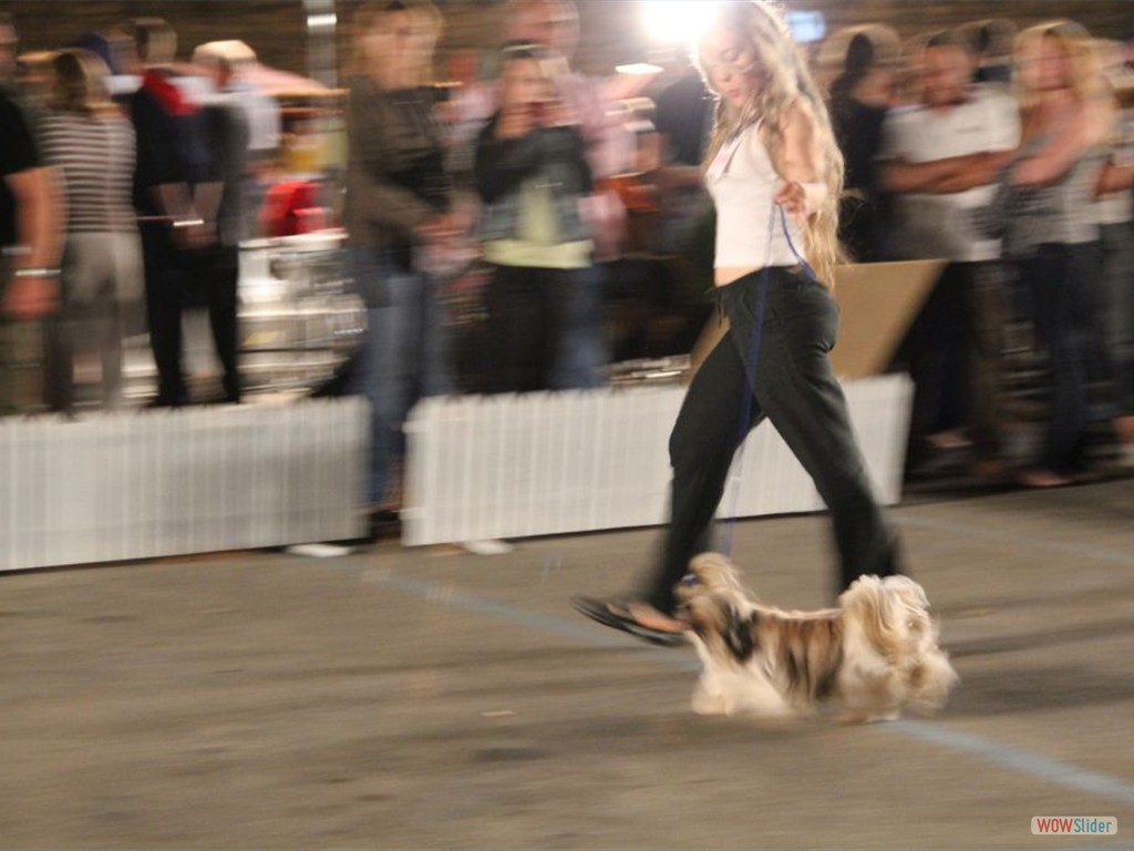 nationalshowdog_pula17