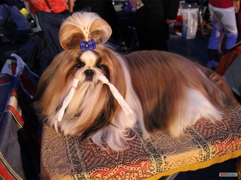 nationalshowdog_pula9