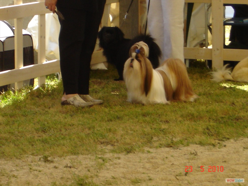 PERFEC STYLE DI CASA CORSINI-  BEST JUNIOR MALE